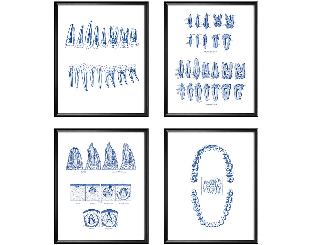 4 Tooth Anatomy Print Tooth Development Poster Dental Anatomy Art