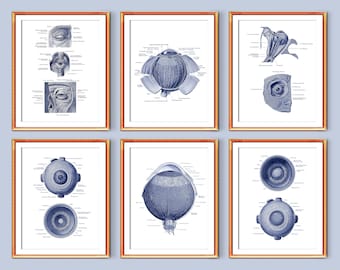 Eye Anatomy Diagram Art Posters Human Eye Structure Medical Art Print Optician Office Decor Ophthalmologist Gift Optometrist Gift Digital
