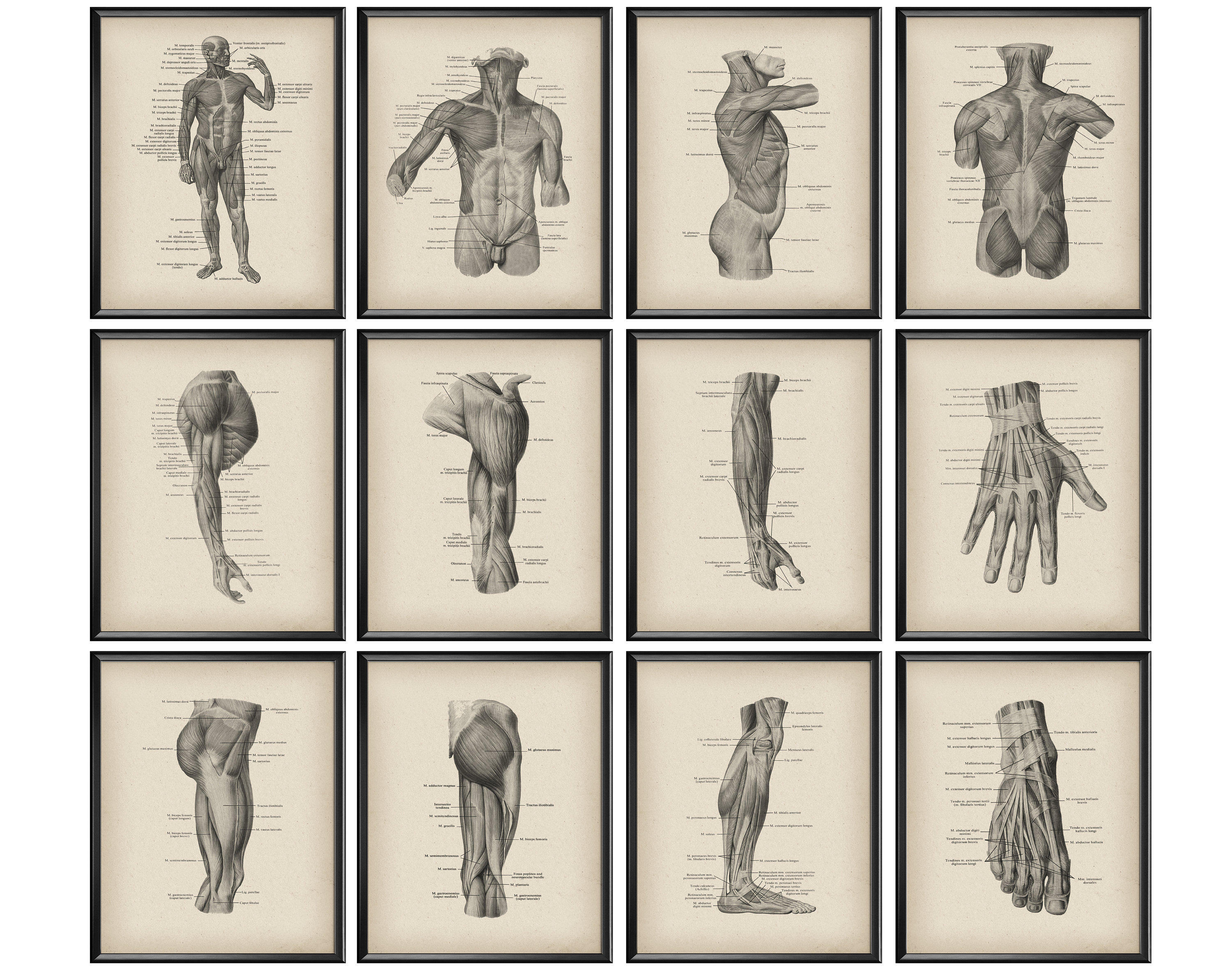 12 Vintage Medical Posters of Human Muscular System Physiology Art ...