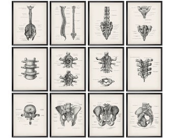 Regalo de quiropráctico, anatomía, arte, impresión de columna vertebral, póster, diagrama de columna vertebral, arte de columna vertebral, arte de vértebras, decoración de clínica ortopédica