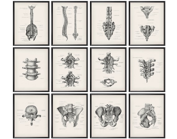 Chiropractor Gift Anatomy Art Spine Print Backbone Poster Vertebral Column Diagram Spinal Column Art Vertebrae Art Orthopedic Clinic Decor