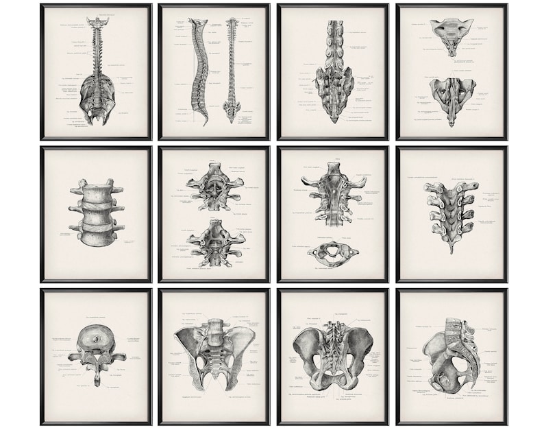 K&ouml;nnte beinhalten: Ein Satz von 12 Schwarzwei&szlig;-anatomischen Illustrationen der menschlichen Wirbels&auml;ule und des Beckens. Die Illustrationen sind detailliert und zeigen die verschiedenen Knochen und Strukturen der Wirbels&auml;ule und des Beckens.