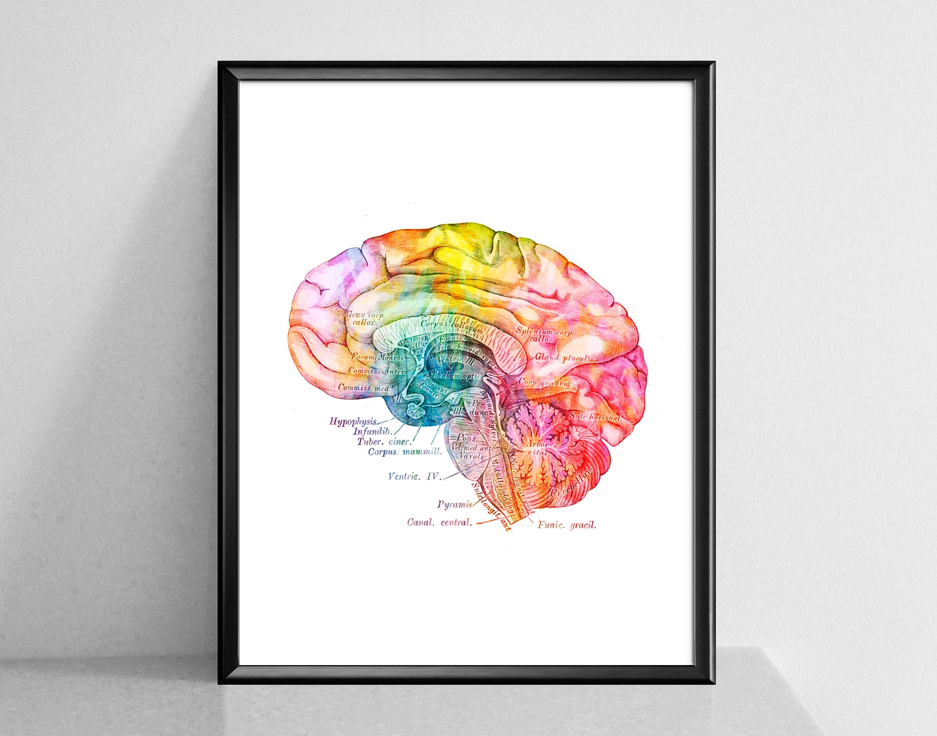 Anatomical Brain Watercolor Print, Neurology Art, Medical Art, Human ...