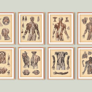 8 Human Body Anatomy and Physiology Diagram Vintage Medical Art Muscular System Circulatory System Nervous System Poster Clinic Decor
