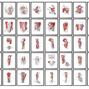 40 Musculoskeletal Anatomy Posters Human Body Structure Watercolor Art Muscles Art Medical Art Massage Therapist Gift Orthopedic Art