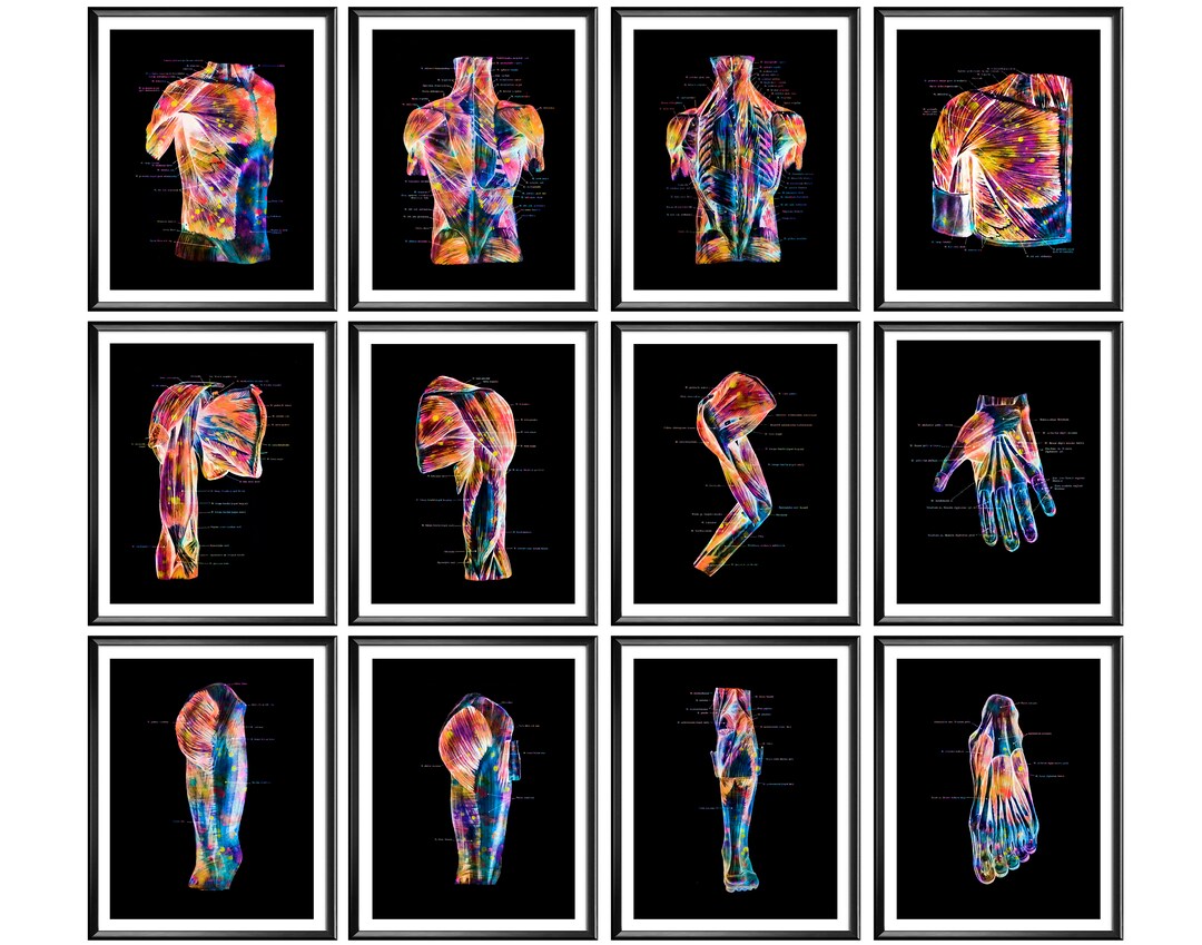 12 Anatomical Muscular System Posters Human Anatomy Art Muscles ...