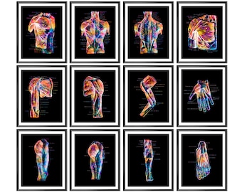 12 Anatomical Muscular System Posters Human Anatomy Art Muscles Structure Medical Art Massage Clinic Decor Surgical Anatomy Poster