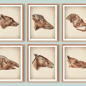 Set 6 Vintage Animal Anatomy Art Mammal Head Structure Poster Biology Art Zoologist Gift Science Artwork Veterinary Surgeon Gift Vet Clinic