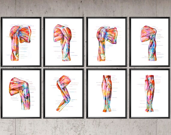 Anatomical Muscular System Print Set Arm Muscles Poster | Etsy