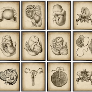 12 Arte vintage de embarazo, Obgyn Art, Regalo de partera, Arte de gestación, Arte de anatomía, Arte de engendramiento, Regalo de mujer embarazada con parto, Regalo de obstetra