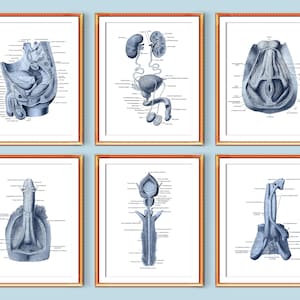 Male Genital Organs Anatomy Art Posters Urinary System Reproductive System Structure Medical Art Urologist Office Art Med School Decor