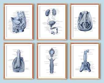 Male Genital Organs Anatomy Art Posters Urinary System Reproductive System Structure Medical Art Urologist Office Art Med School Decor