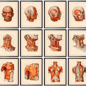 Muscular System Anatomy and Physiology Posters Vintage Anatomy of Face Neck Torso Diagram Medical Art Chiropractic Clinic Decor Doctor Gift