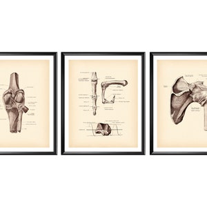 Vintage Anatomy Art, Knee Joint, Shoulder Joint, Finger Joint, Skeleton Bones, Chiropractic Clinic Decor, Physical Therapist Gift