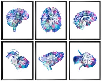 Anatomical Brain 6 Posters, Anatomy Art, Neurology Art, Medical Wall Art, Neurologist Gift, Neuroscientist Gift, Neurosurgeon Gift