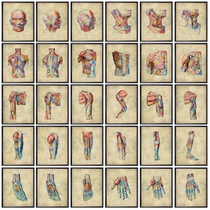 Set 30 Human Anatomy Musculoskeletal System Posters Vintage Medical Art Muscles Diagram Physical Therapy Art Massage Therapy Wall Art