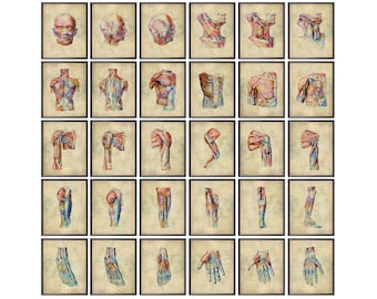Set 30 Human Anatomy Musculoskeletal System Posters Vintage Medical Art Muscles Diagram Physical Therapy Art Massage Therapy Wall Art