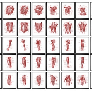 Muscular System Anatomy Poster Set of 40, Human Anatomy Educational Art, Muscles Structure Diagram, Medical Artwork, Massage Therapy Poster
