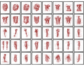 Muskelsystem Anatomie Poster 40er Set, Menschliche Anatomie Lehrkunst, MuskelStruktur Diagramm, medizinisches Kunstwerk, Massage Therapie Poster