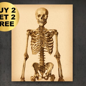 Skelet Vintage Poster Medische Kunst Kliniek Decor Dokter Kantoor Gift Anatomische Kunst Wetenschap Kunst Orthopedisch Geschenk Chirurg Gift Chiropractor Kunst