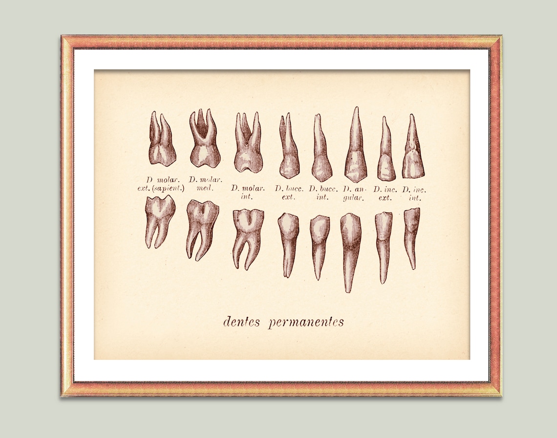 Vintage Dental Art Antique Teeth Print Dentist Decor Dental | Etsy