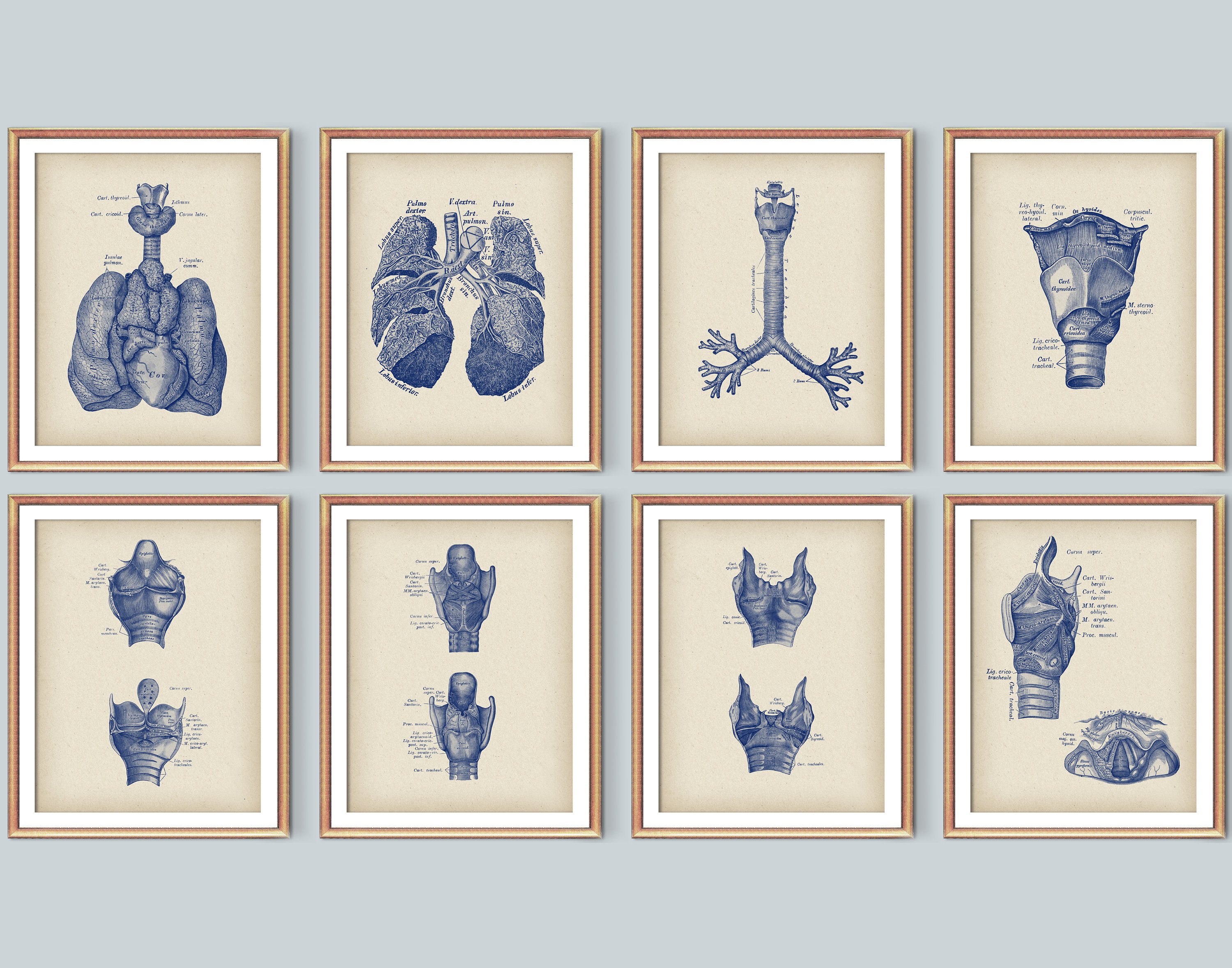 Set 8 Human Lungs Anatomy Vintage Art Respiratory System Poster Medical ...