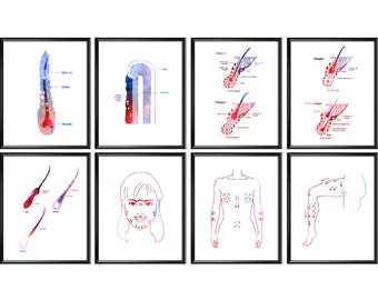 8 Hair Anatomy Art Physiology of Hair Poster Stages of Hair Growth Epilation Art Dermatologist Gift Cosmetologist Gift Hair Removal Room Art