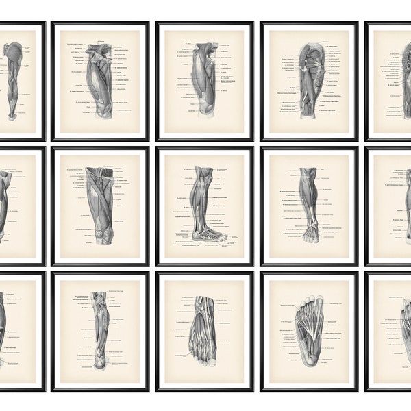 15 Fußmuskeln Anatomie Posters Podiatrist Büro Dekor Med Schulbildung Muskeln und Sehnen Fuß Diagramm Orthopädische Anatomie Chart