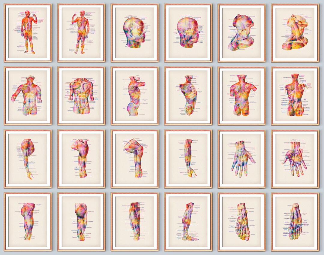 Set 24 of Watercolor Anatomy Art Muscular System Posters Medical ...