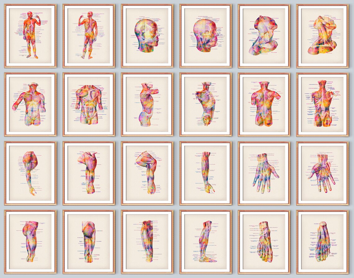 Set 24 of Watercolor Anatomy Art Muscular System Posters Medical ...