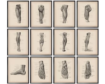 12 Poster di anatomia del piede vintage Muscoli delle gambe Struttura Podologo Regalo Arte medica Massaggio Terapeuta Regalo Chirurgo ortopedico Regalo Medico Regalo