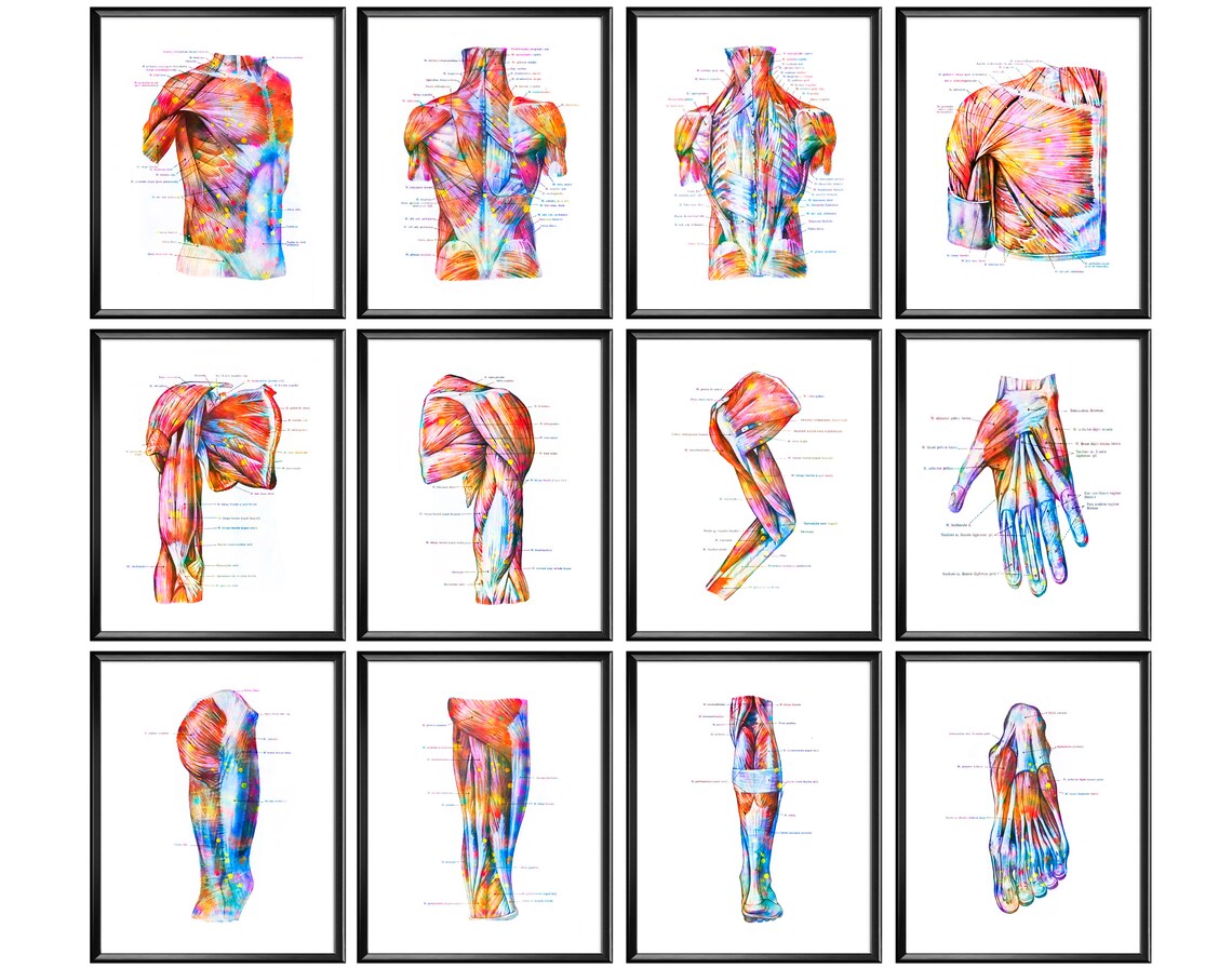 12 Muscular System Anatomy Posters Muscles Structure Print Medical Art ...