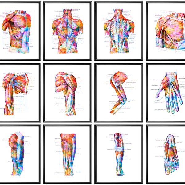 12 carteles de anatomía del sistema muscular estructura de los músculos impresión arte médico masaje terapeuta regalo cirujano regalo médico oficina arte