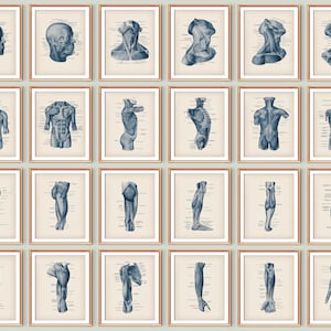 24 Vintage Anatomical Posters Medical Art Human Muscular System Chart Torso Muscles Head Muscles Foot Muscles Hand Muscles Structure