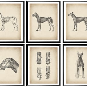 Set 6 Vintage Dog Anatomy Art Canine Physiology Artwork Animal Wall Decor Mammals Poster Biology Art Science Art Veterinary Surgeon Gift