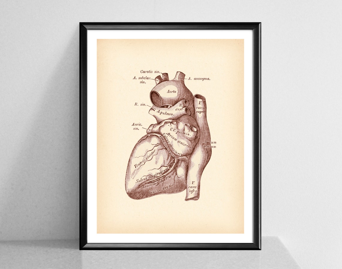 Cardiologist Decor Antique Anatomical Heart Vintage Heart - Etsy