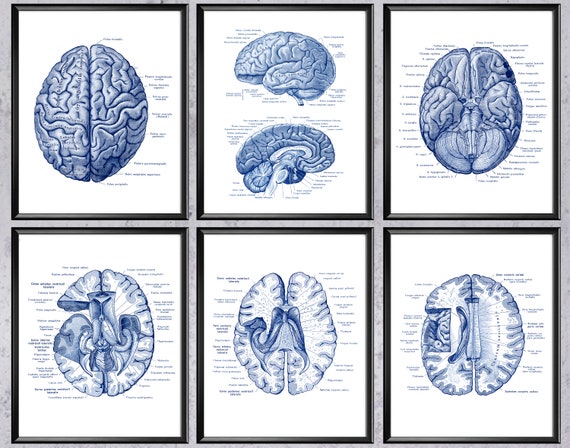 Human Brain Anatomy Diagram Medical Art Neurology Art Science Art Neurologist Gift Psychologist Office Decor Clinic Wall Art Medicine Poster