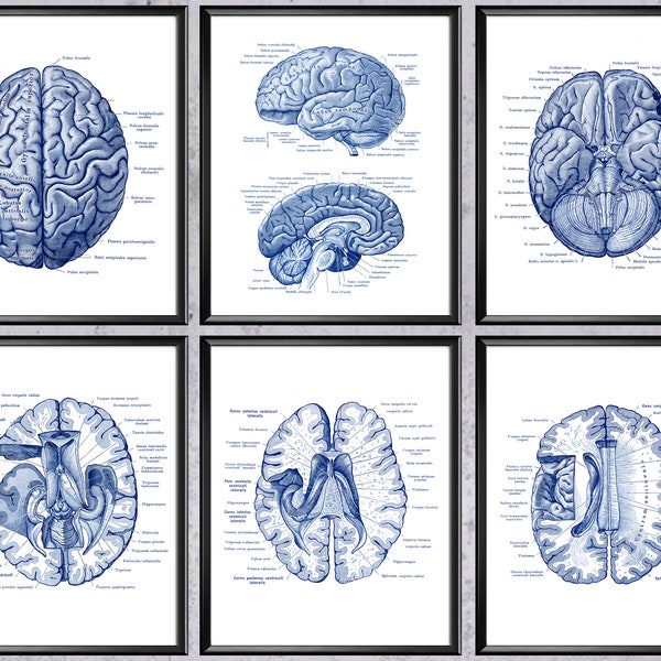 Menschliches Gehirn Anatomie Diagramm Medizinische Kunst Neurologie Kunst Wissenschaft Kunst Neurologe Geschenk Psychologe Büro Dekor Klinik Wandkunst Medizin Poster
