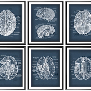 May include: Set of six vintage anatomical illustrations of the human brain on a blue background. Each illustration shows a different view of the brain, with labels identifying the various parts.