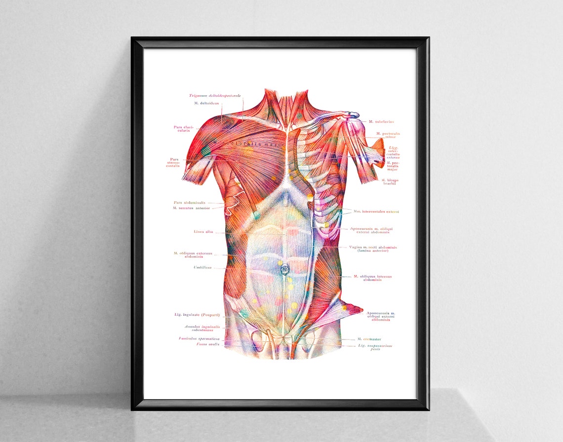 40 Musculoskeletal System Posters, Muscles Structure Anatomy Art ...