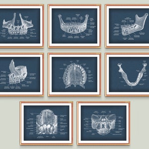 8 Anatomía Dental Arte Dentista Regalo Diente Doctor Regalo Arte Médico Anatomía Dental Póster Mandíbula Hueso Arte Ortodoncista Regalo Higienista Decoración de oficina