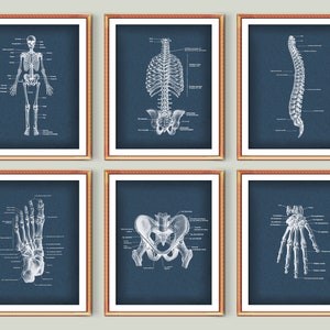 6 Skeleton Anatomy Poster Skeletal System Structure Medical Art Doctor Gift Chiropractic Clinic Decor Orthopedic Surgeon Gift Science Art