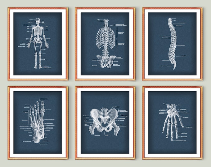NERVOUS SYSTEM Antique Anatomy Print 1849 Original Old Anatomical ...