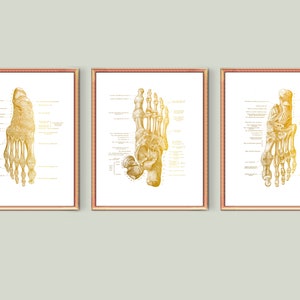 3 Gold Foot Anatomy Art Labeled Foot Bones Poster Podiatry Art Orthopedic Artwork Chiropractor Gift Medical Art Doctor Office Decor