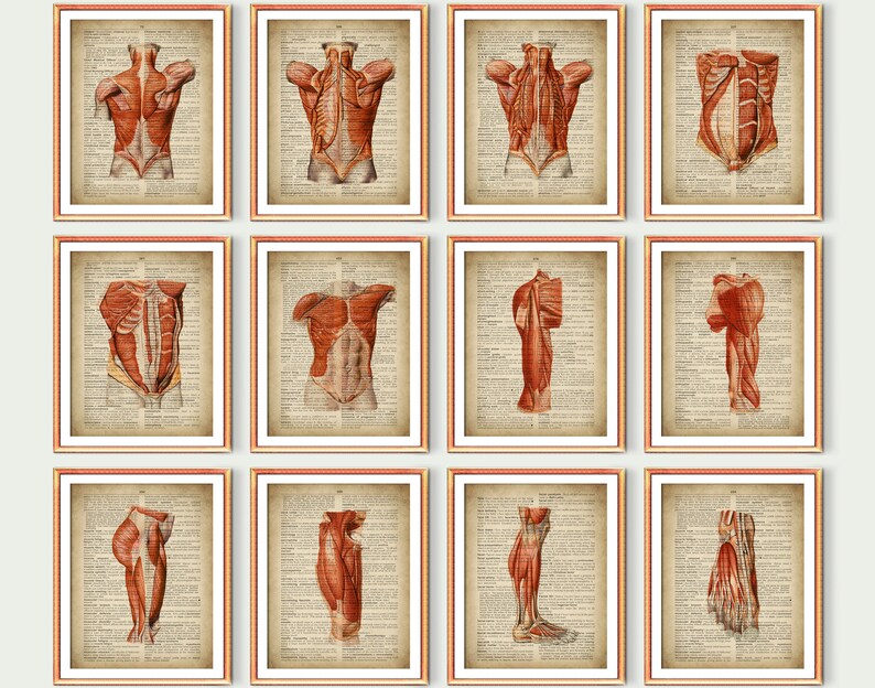 12 Vintage Muscular System Anatomy Posters Human Kinetics - Etsy