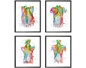 Human Muscular System Art, Watercolor Torso Art, Muscles and Ligaments, Anatomy Art, Medical Poster, Surgeon Gift, Massage Therapist Gift