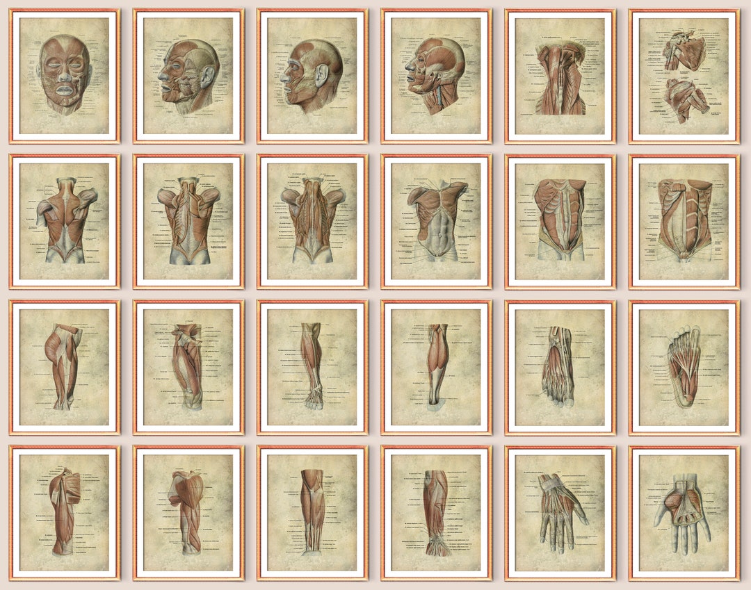 24 Vintage Human Anatomy Art Medical Poster Muscular System Facial ...