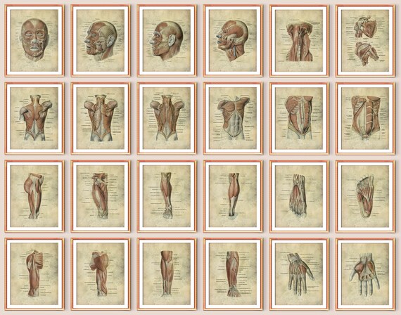 24 Vintage Human Anatomy Art Medical Poster Muscular System - Etsy