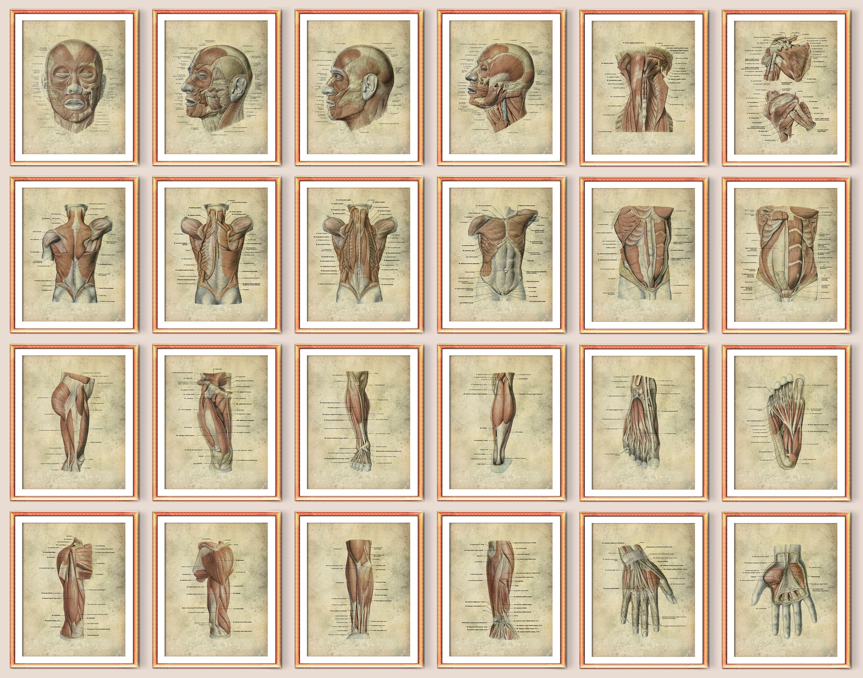 24 Vintage Human Anatomy Art Medical Poster Muscular System Facial ...