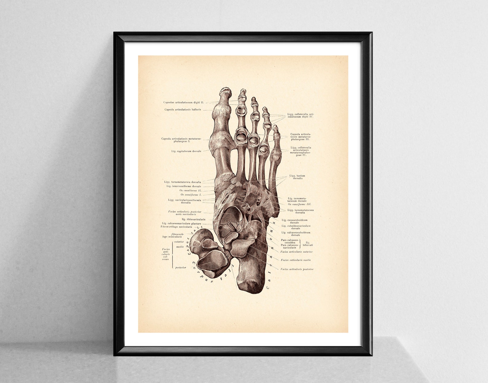 Anatomical Human Foot Print Vintage Anatomy Art Podiatry Etsy UK
